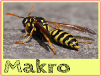 makro